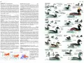 Ilustracje przedstawiające różne gatunki perkozów, w tym perkoza rogaty, zausznika i perkozka. W tle widać fragmenty map z zasięgami występowania, przypominające abstrakcyjne wzory, które mogłyby zdobić okładki płyt zespołów shoegaze bands.