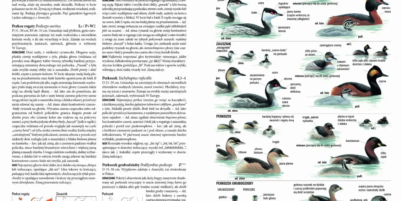 Ilustracje przedstawiające różne gatunki perkozów, w tym perkoza rogaty, zausznika i perkozka. W tle widać fragmenty map z zasięgami występowania, przypominające abstrakcyjne wzory, które mogłyby zdobić okładki płyt zespołów shoegaze bands.
